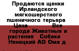 Продаются щенки Ирландского мягкошерстного пшеничного терьера › Цена ­ 30 000 - Все города Животные и растения » Собаки   . Ненецкий АО,Ома д.